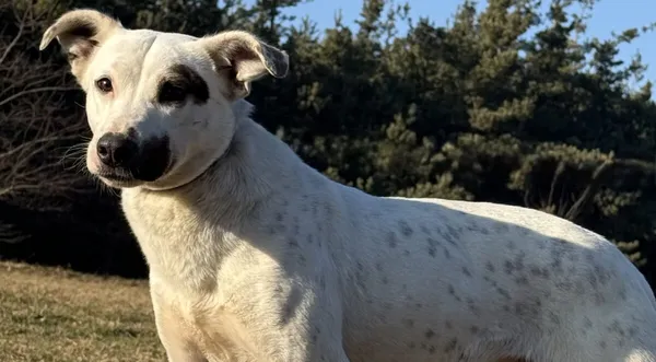 Pies do adopcji, Pieczyska, 20 stycznia 2026 (1/5)