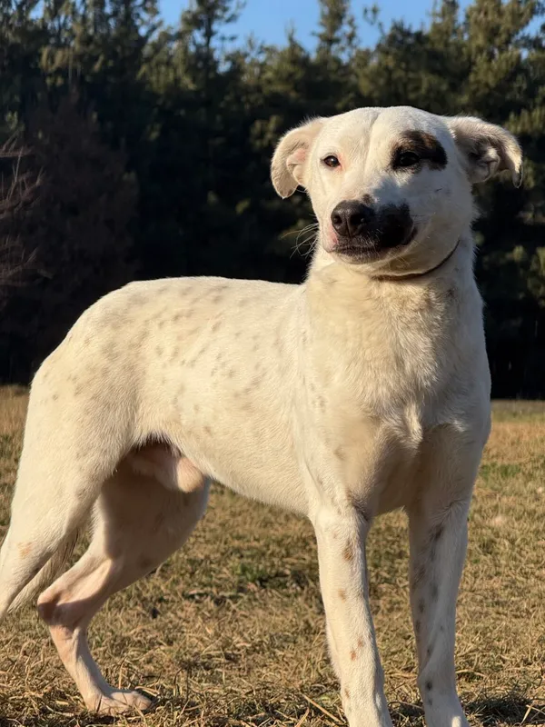 Pies do adopcji, Pieczyska, 20 stycznia 2026 (3/5)