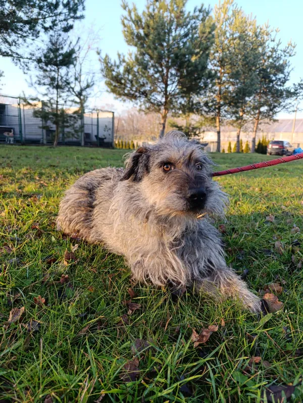 Pies do adopcji, Bełchatów, 23 stycznia 2025 (1/5)