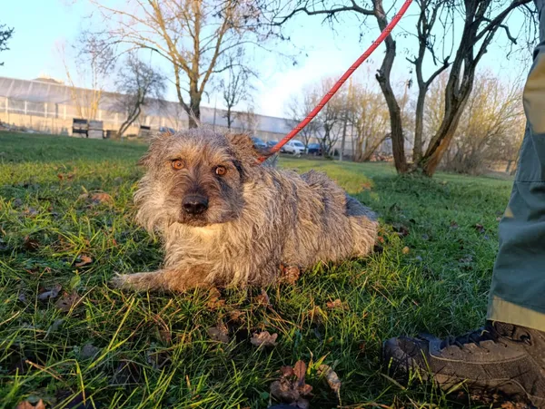 Pies do adopcji, Bełchatów, 23 stycznia 2025 (2/5)