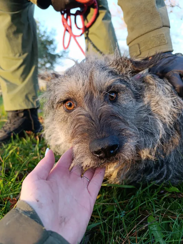 Pies do adopcji, Bełchatów, 23 stycznia 2025 (3/5)