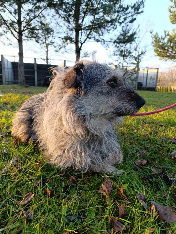 Pies do adopcji, Bełchatów, 23 stycznia 2025 (5/5)