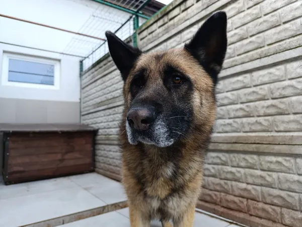 Pies do adopcji, Bełchatów, 17 października 2023 (1/5)