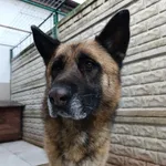 Pies do adopcji