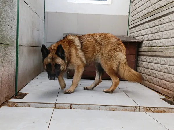 Pies do adopcji, Bełchatów, 17 października 2023 (2/5)