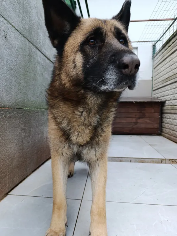 Pies do adopcji, Bełchatów, 17 października 2023 (3/5)