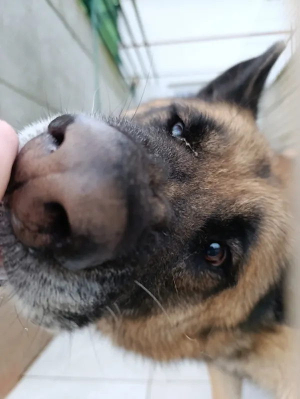 Pies do adopcji, Bełchatów, 17 października 2023 (4/5)