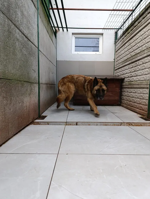 Pies do adopcji, Bełchatów, 17 października 2023 (5/5)