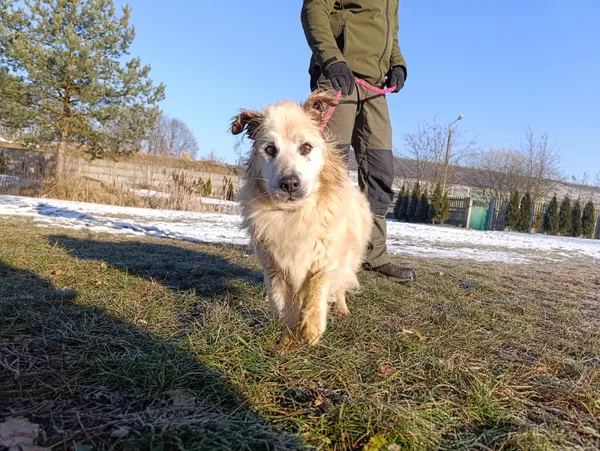 Pies do adopcji, Bełchatów, 21 grudnia 2025 (1/5)