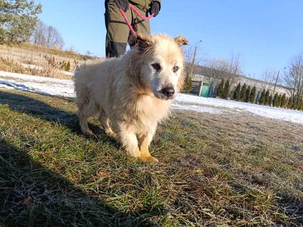 Pies do adopcji, Bełchatów, 21 grudnia 2025 (3/5)