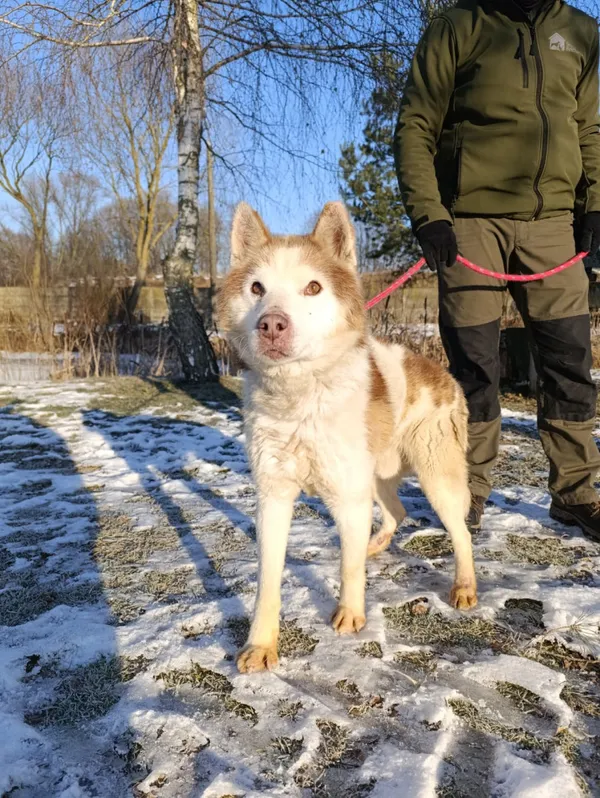 Pies do adopcji, Bełchatów, 29 grudnia 2025 (1/5)