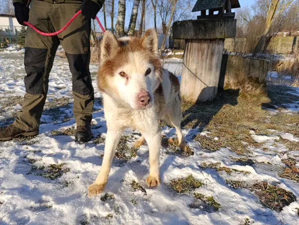 Pies do adopcji, Bełchatów, 29 grudnia 2025 (2/5)