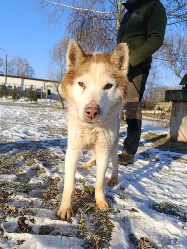 Pies do adopcji, Bełchatów, 29 grudnia 2025 (3/5)