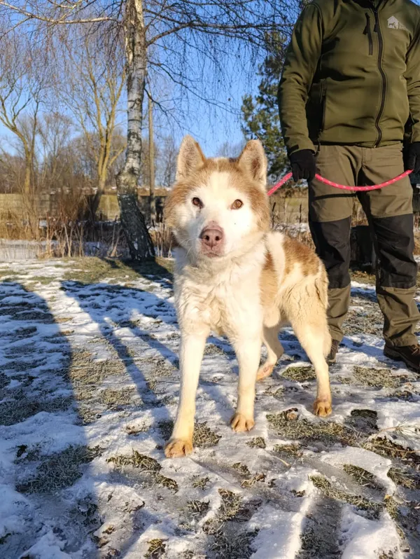 Pies do adopcji, Bełchatów, 29 grudnia 2025 (5/5)