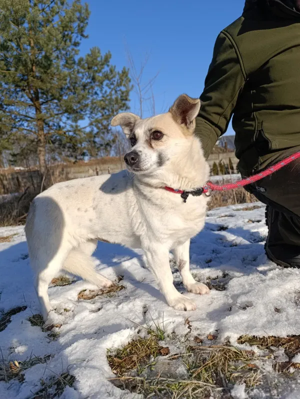 Pies do adopcji, Bełchatów, 2 grudnia 2025 (2/5)