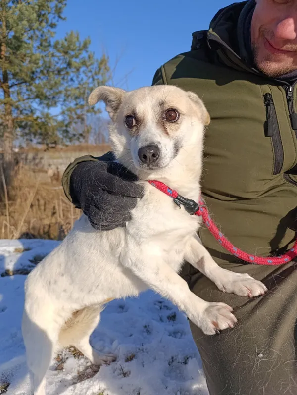 Pies do adopcji, Bełchatów, 2 grudnia 2025 (3/5)