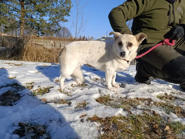 Pies do adopcji, Bełchatów, 2 grudnia 2025 (4/5)