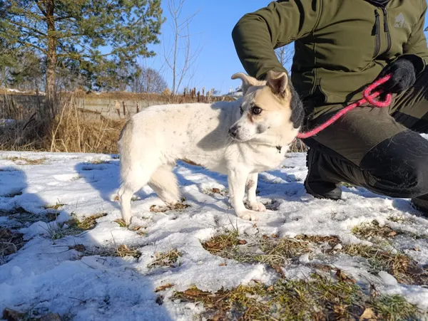Pies do adopcji, Bełchatów, 2 grudnia 2025 (5/5)
