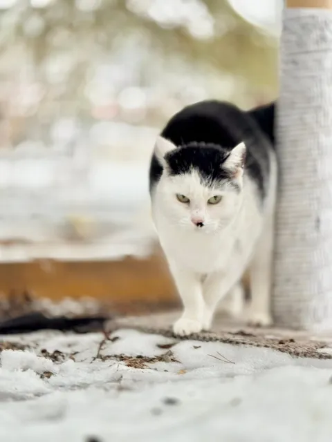 Kot do adopcji, Piła, 11 maja 2025 (1/3)