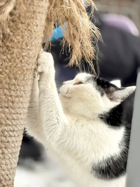 Kot do adopcji, Piła, 11 maja 2025 (3/3)