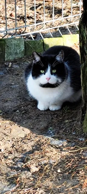 Kot do adopcji, Piła, 15 maja 2024