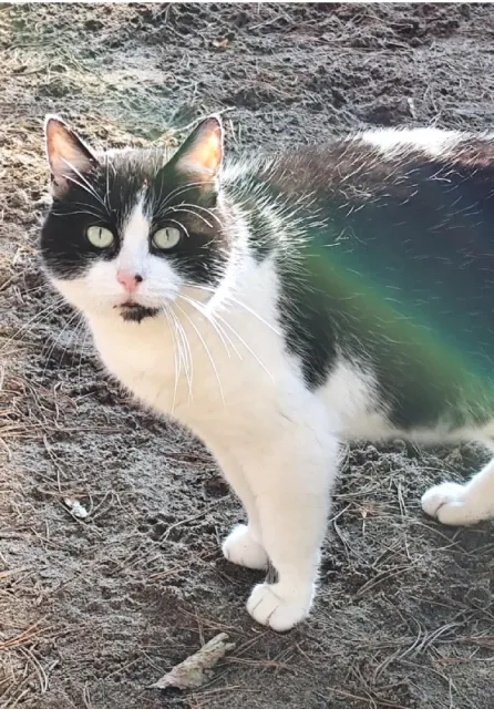 Kot do adopcji, Piła, 7 maja 2024