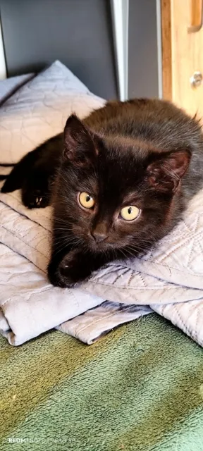 Kot do adopcji, Piła, 21 grudnia 2025 (1/2)