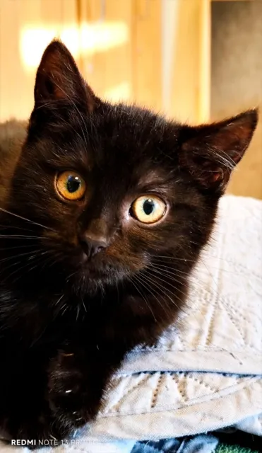 Kot do adopcji, Piła, 21 grudnia 2025 (2/2)