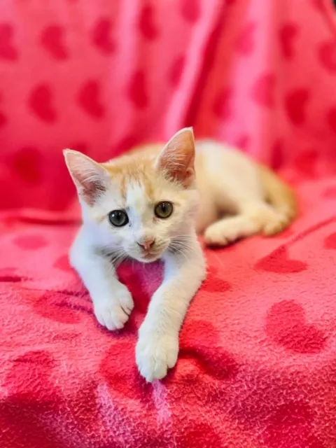 Kot do adopcji, Piła, 22 listopada 2025 (1/4)