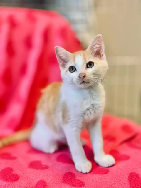 Kot do adopcji, Piła, 22 listopada 2025 (3/4)