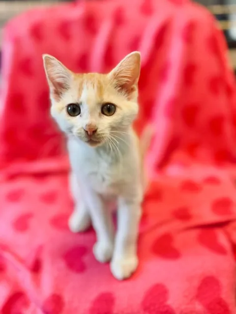 Kot do adopcji, Piła, 22 listopada 2025 (4/4)