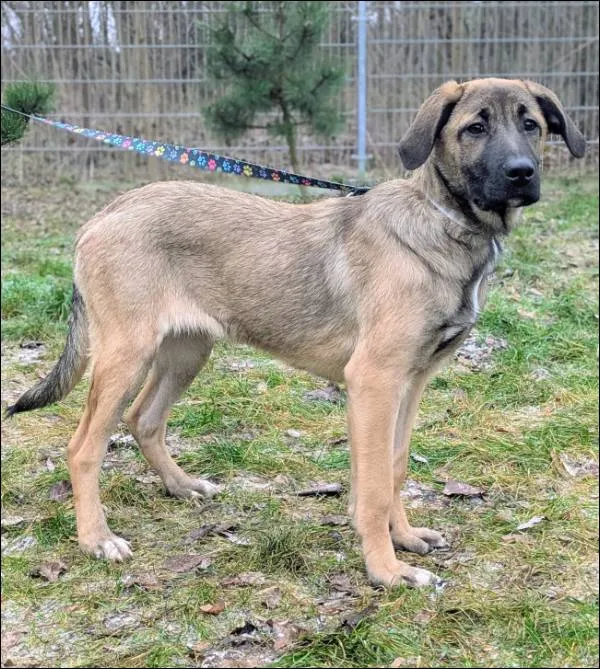 Znaleziono psa, Grudziądz, 8 grudnia 2025