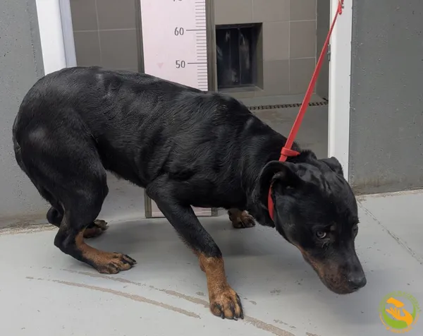 Znaleziono psa, Skałowo, 20 stycznia 2026