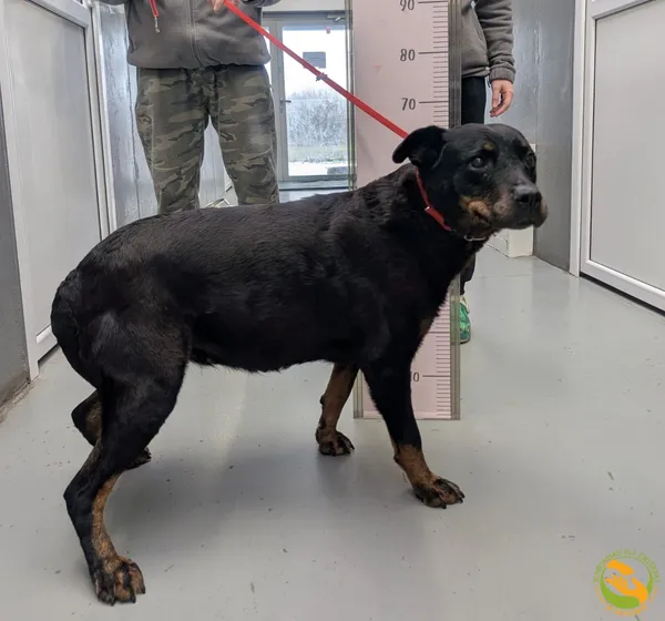 Znaleziono psa, Skałowo, 20 stycznia 2026