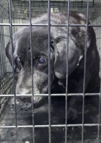 Znaleziono psa, Radom, 19 stycznia 2026