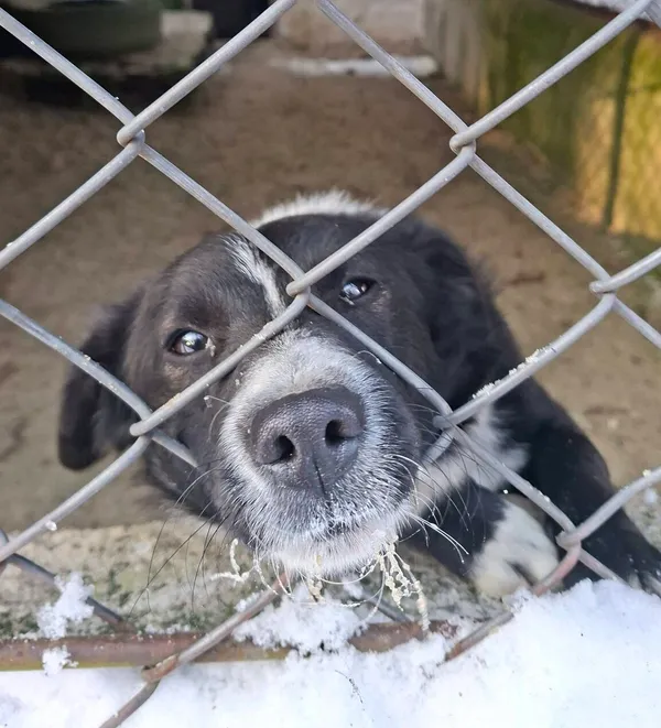 Pies do adopcji, Milanówek, 20 stycznia 2026