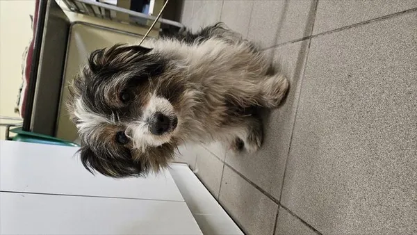 Znaleziono psa, Choszczno, 14 stycznia 2026