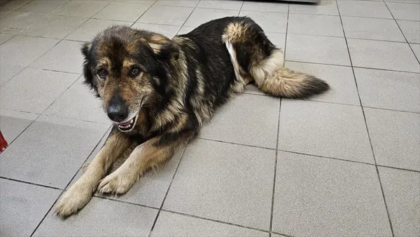 Znaleziono psa, Choszczno, 29 grudnia 2025