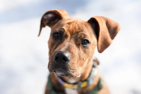 Znaleziono psa, Sosnowiec, 12 stycznia 2026 (1/5)