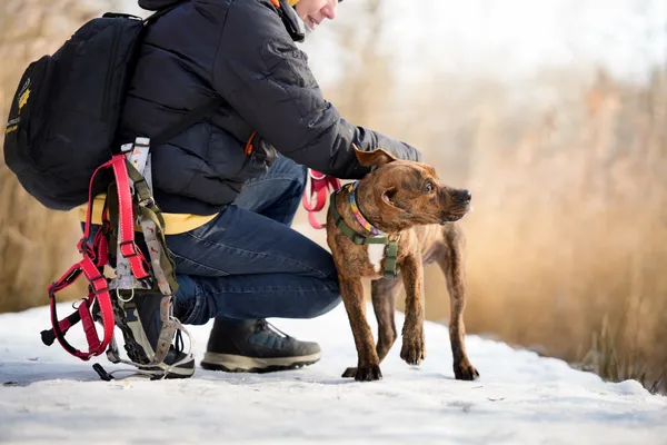 Znaleziono psa, Sosnowiec, 12 stycznia 2026 (4/5)