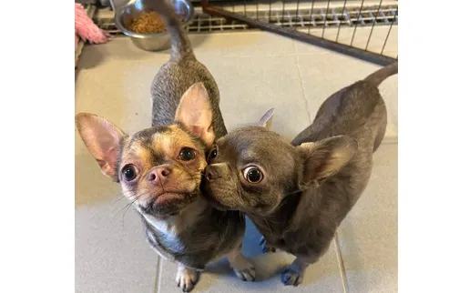 Pies do adopcji, Wrocław, 17 stycznia 2025