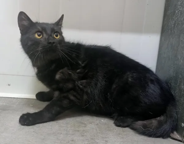 Znaleziono kota, Pieckowo, 19 stycznia 2026 (1/2)