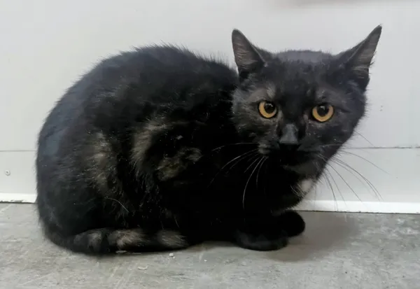 Znaleziono kota, Pieckowo, 19 stycznia 2026 (2/2)