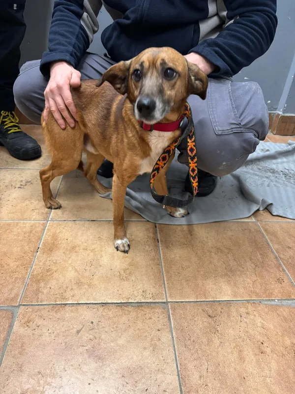 Znaleziono psa, Sosnowiec, 17 stycznia 2026