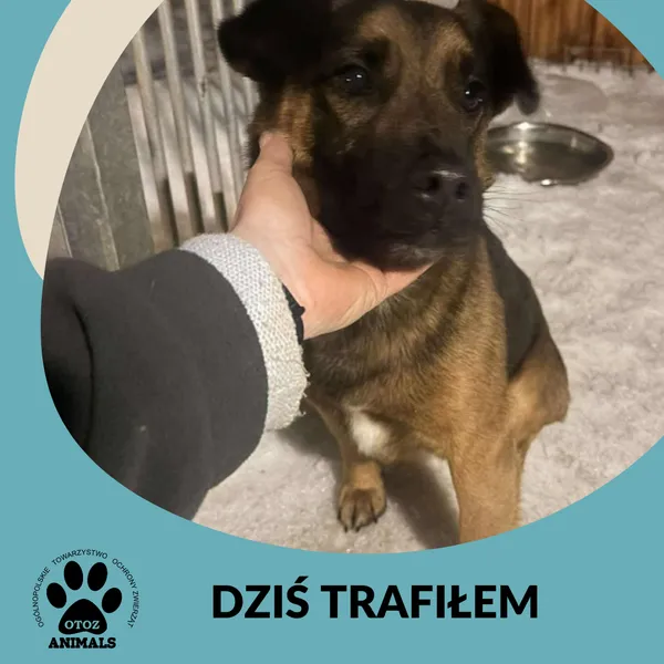 Znaleziono psa, Dąbrówka, 15 stycznia 2026