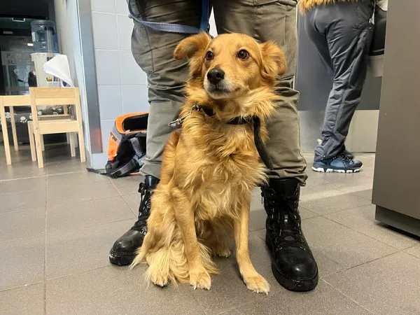 Znaleziono psa, Bydgoszcz, 8 stycznia 2026