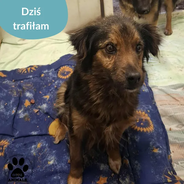 Znaleziono psa, Dąbrówka, 15 stycznia 2026 (2/2)