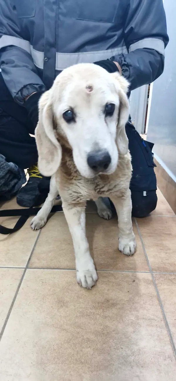 Znaleziono psa, Sosnowiec, 18 stycznia 2026