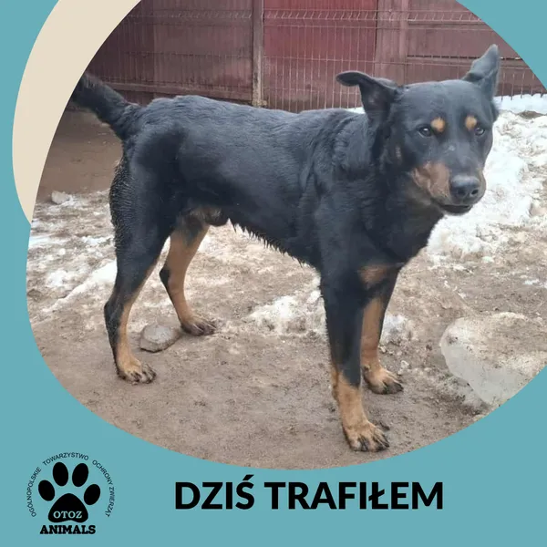 Znaleziono psa, Dąbrówka, 15 stycznia 2026