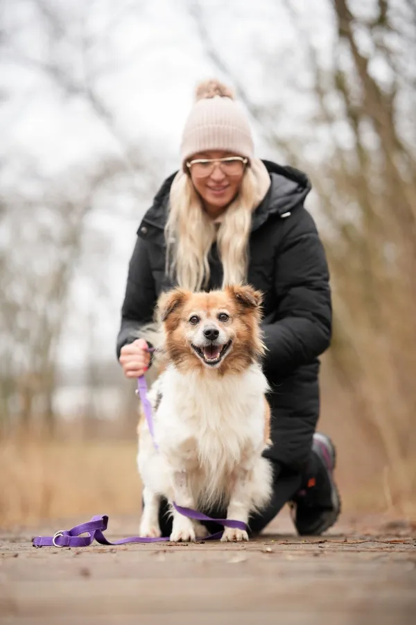 Znaleziono psa, Sosnowiec, 13 stycznia 2026 (3/5)